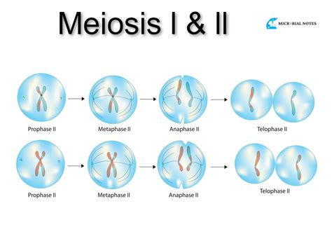 meiosis i vs meiosis ii|11.1 The Process of Meiosis .